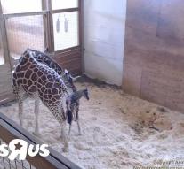Million viewers see birth giraffe April