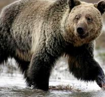 Miner (18) killed by grizzly bear
