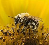 Mini-drone helps bees to pollinate