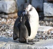 Missing penguin Mannheim found dead
