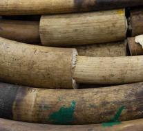 More than 3 tons of ivory with contraband