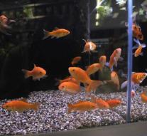 Mother forced daughter to eat 30 goldfish
