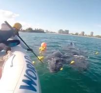 Mother saves baby whale from shark net
