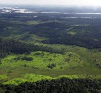 Much more rainforest Brazil cut