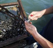 Mussels threatened with extinction