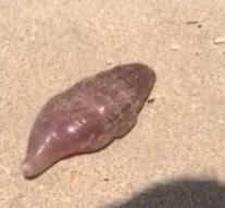 Mysterious marine animals washed ashore on popular beach