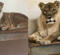 Mystery 'rare' mane lioness solved