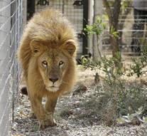 New life for circus lions