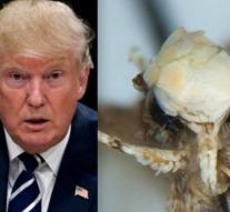 New moth species named Trump