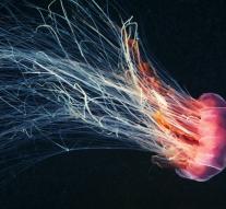 New Zealand overrun by jellyfish