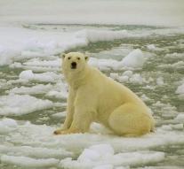 'North Pole without sea ice this year '