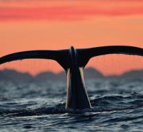 Norway raises whaling quota