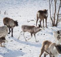 Norwegian reindeer must die for brain disease