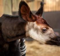 Okapi born in Antwerp Zoo