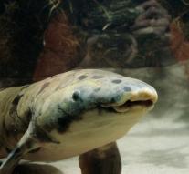 Oldest fish in captivity death