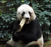 Oldest giant panda asleep in Hong Kong