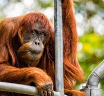 Oldest Sumatran orangutan (62) died