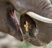 Mali elephants threatened by poaching