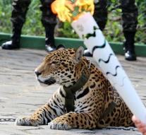 Olympic jaguar shot