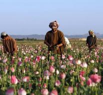 Opium production in Afghanistan