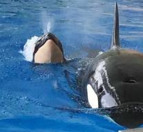 Orca Morgan gave birth in sea park Tenerife: 'Good mother'