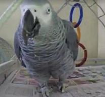 Parrot possible witness in murder case