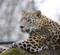 Persian leopard back in Caucasus