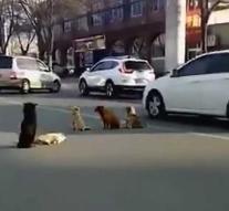 Persuaded stray dog ​​is guarded by his 'friends'