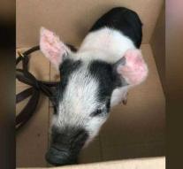 Pig seized after touring city without belt