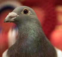 Pigeon collection yields record amount