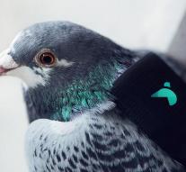 Pigeons measure air pollution in London