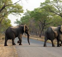 Poachers kill 26 elephants with cyanide