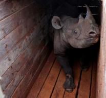Poachers kill last moved rhinoceros Kenya