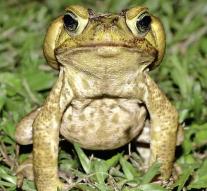 Poisonous giant toad plague floods Florida district