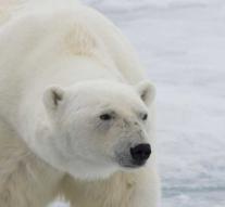 Polar bear injures German man on Spitsbergen