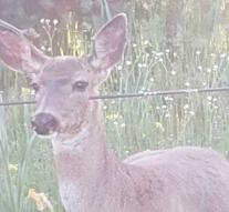 Police are looking for deer-verminker: deer pierced with arrows