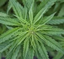 Police found 140 kilos of cannabis buds in raid