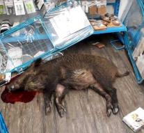 Police kill wild boar in store