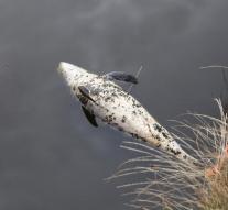 Porpoise found dead in Krommenie