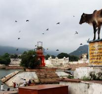 Premier India denounces 'protectors' cows