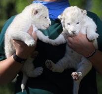 presented white lion cubs