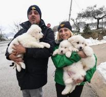 Puppies rescued from disaster Hotel Italy