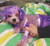 Purple dyed dog almost killed by burns