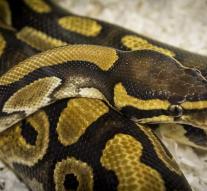 Python sent six weeks to rehab