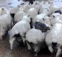 Rabbits escape water on top of sheep