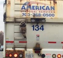 Raccoon lift 11 kilometers along on garbage truck