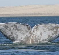 Rare albino whale spotted