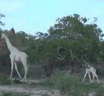 Rare white giraffes filmed
