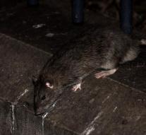 Rattenpag harasses Washington