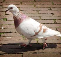 Redddingsactie pigeon Indians fatal